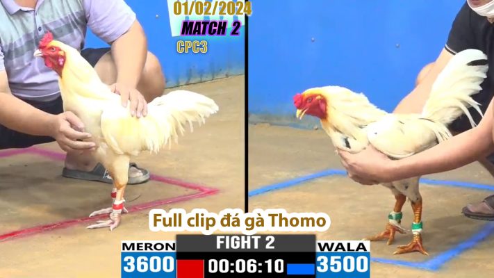 CPC3- TRẬN 2 | đá gà Thomo | 01/02/2024