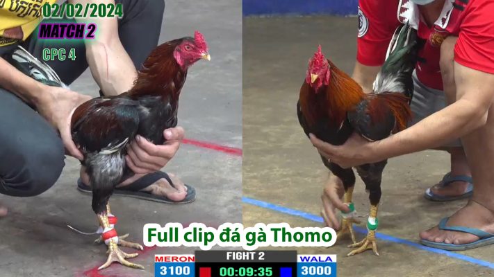 CPC4- TRẬN 2 | đá gà Thomo | 02/02/2024