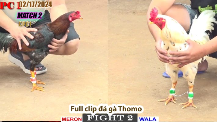 CPC1- TRẬN 2 | đá gà Thomo | 02/17/2024