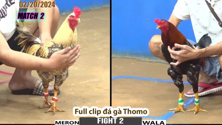 CPC3- TRẬN 2 | đá gà Thomo | 02/20/2024