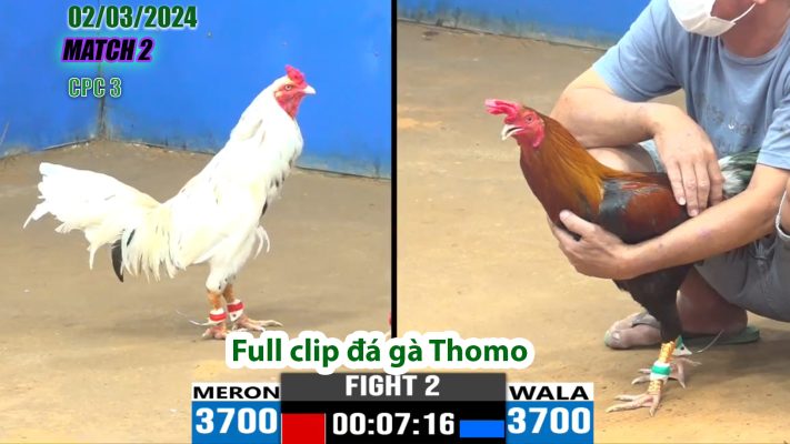 CPC3- TRẬN 2 | đá gà Thomo | 02/03/2024