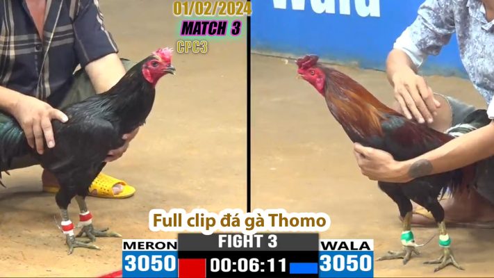 CPC3- TRẬN 3 | đá gà Thomo | 01/02/2024