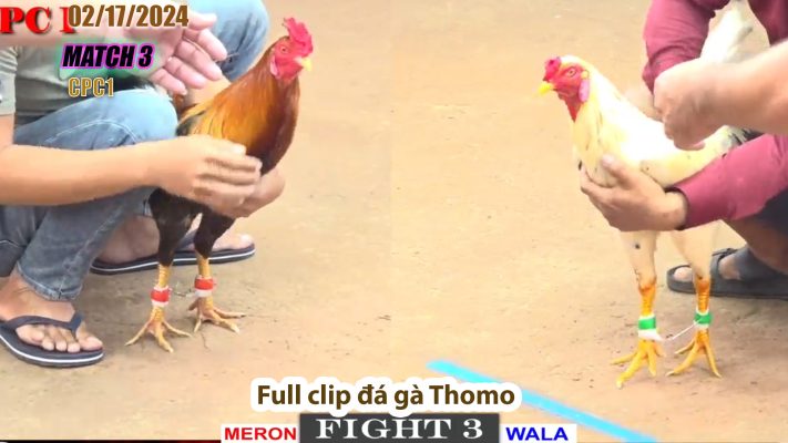 CPC1- TRẬN 3 | đá gà Thomo | 02/17/2024