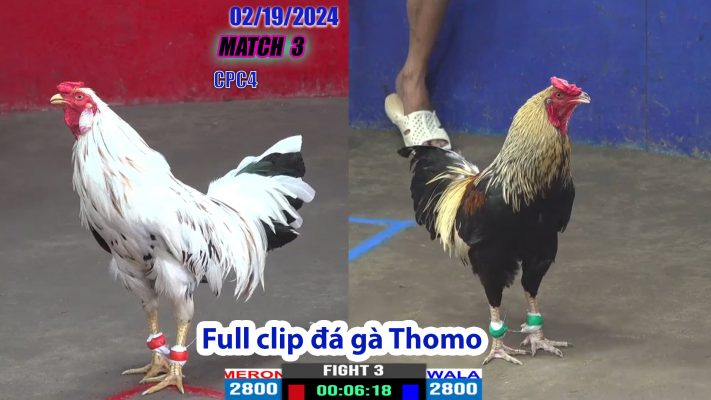 CPC4- TRẬN 3 | đá gà Thomo | 02/19/2024