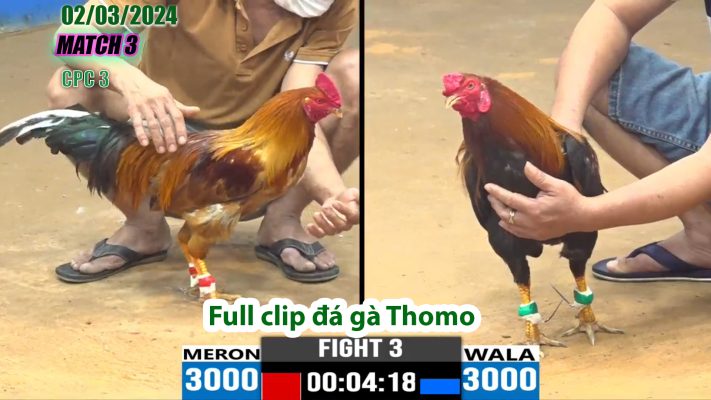 CPC3- TRẬN 3 | đá gà Thomo | 02/03/2024