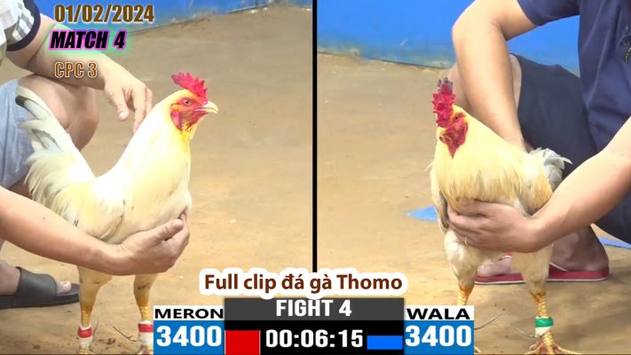 CPC3- TRẬN 4 | đá gà Thomo | 01/02/2024