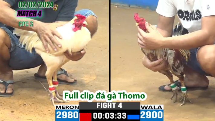 CPC3- TRẬN 4 | đá gà Thomo | 02/02/2024