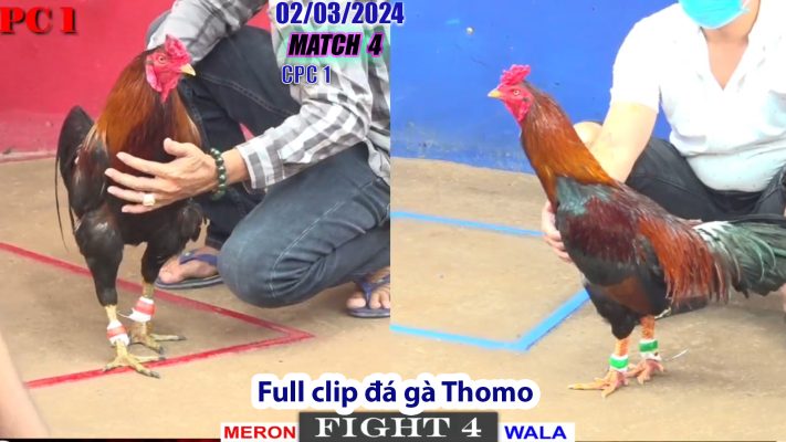 CPC1- TRẬN 4 | đá gà Thomo | 02/03/2024