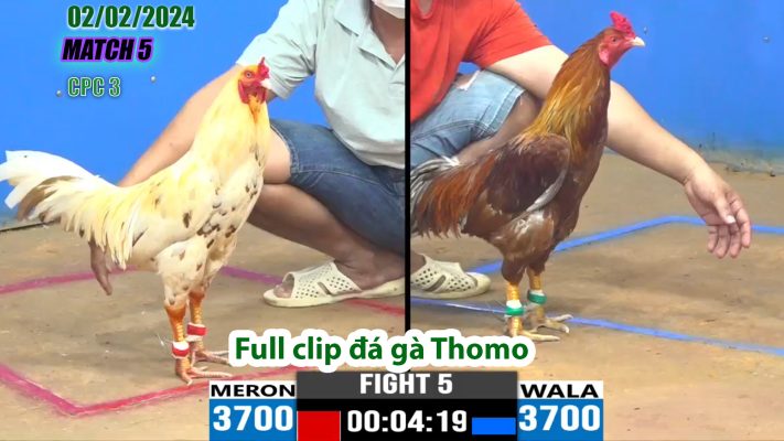 CPC3- TRẬN 5 | đá gà Thomo | 02/02/2024