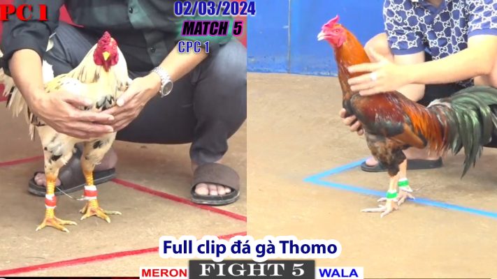 CPC1- TRẬN 5 | đá gà Thomo | 02/03/2024