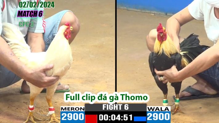 CPC3- TRẬN 6 | đá gà Thomo | 02/02/2024