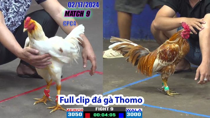 CPC4- TRẬN 9 | đá gà Thomo | 02/17/2024