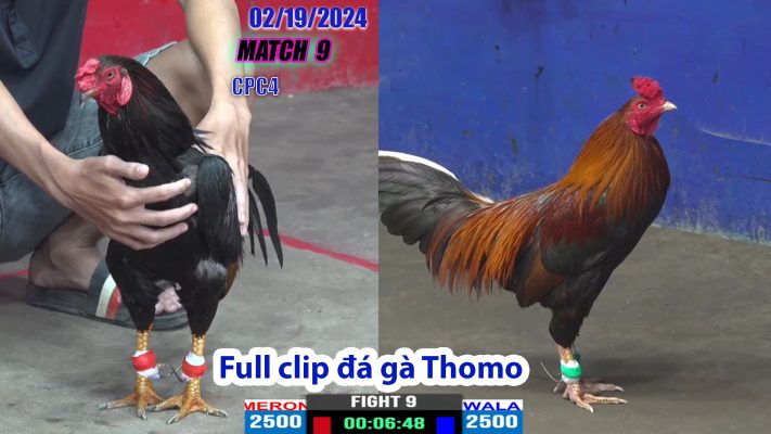 CPC4- TRẬN 9 | đá gà Thomo | 02/19/2024