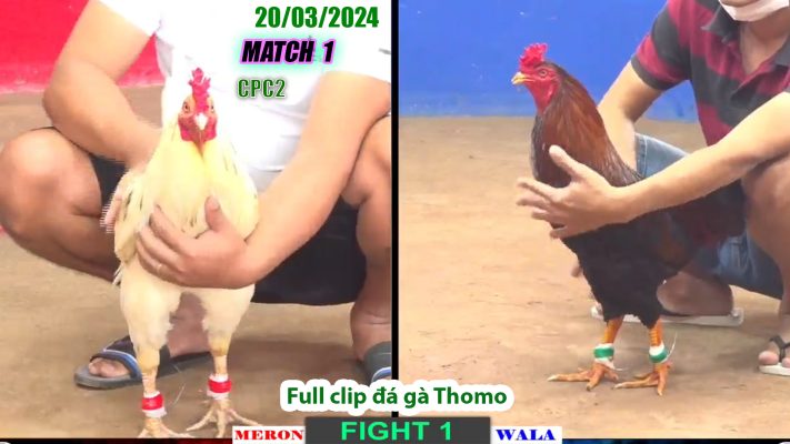 CPC2- TRẬN 1 | đá gà Thomo | 20/03/2024