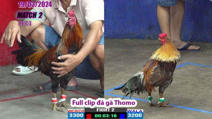 CPC4- TRẬN 2 | đá gà Thomo | 19/03/2024