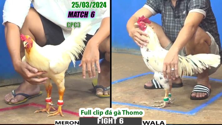 CPC3- TRẬN 6 | đá gà Thomo | 25/03/2024