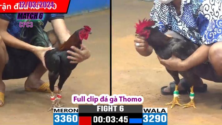 CPC3- TRẬN 6 | đá gà Thomo | 12/03/2024