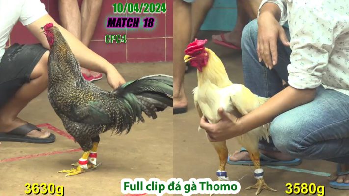 CPC4- TRẬN 18 | đá gà Thomo | 10/04/2024