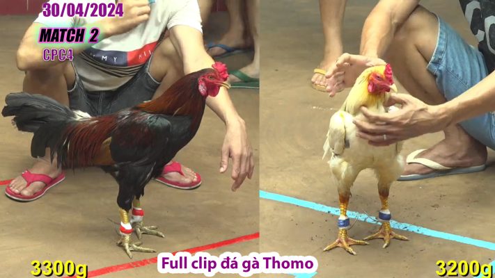 CPC4- TRẬN 2 | đá gà Thomo | 30/04/2024