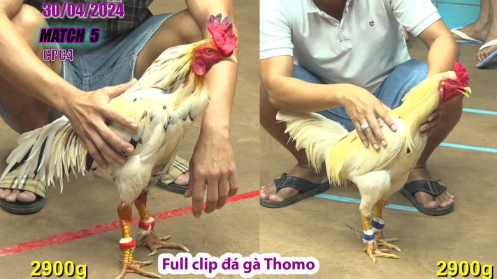 CPC4- TRẬN 5 | đá gà Thomo | 30/04/2024