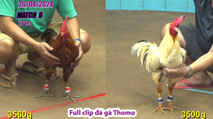 CPC4- TRẬN 6 | đá gà Thomo | 26/04/2024