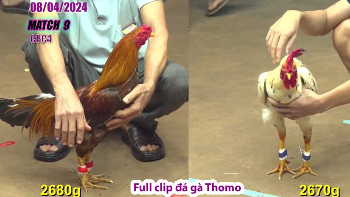 CPC4- TRẬN 9 | đá gà Thomo | 08/04/2024