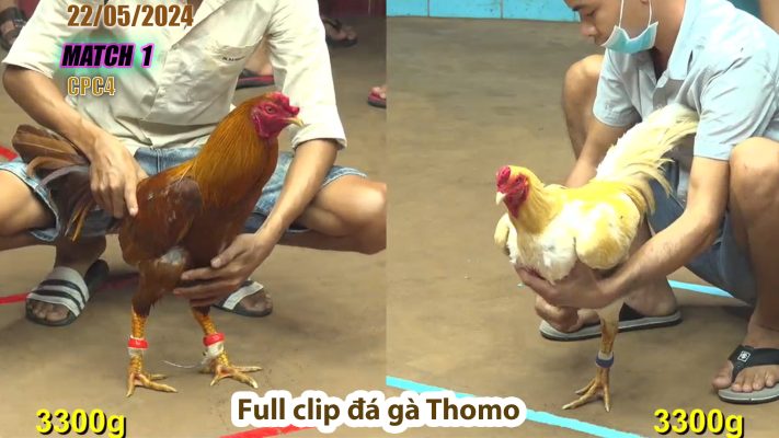 CPC4- TRẬN 1 | đá gà Thomo | 22/05/2024