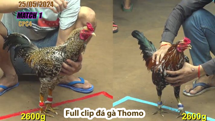 CPC4- TRẬN 1 | đá gà Thomo | 25/05/2024