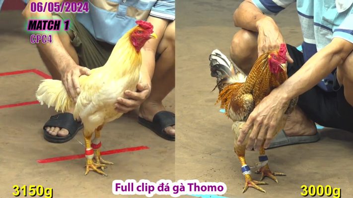 CPC4- TRẬN 1 | đá gà Thomo | 06/05/2024