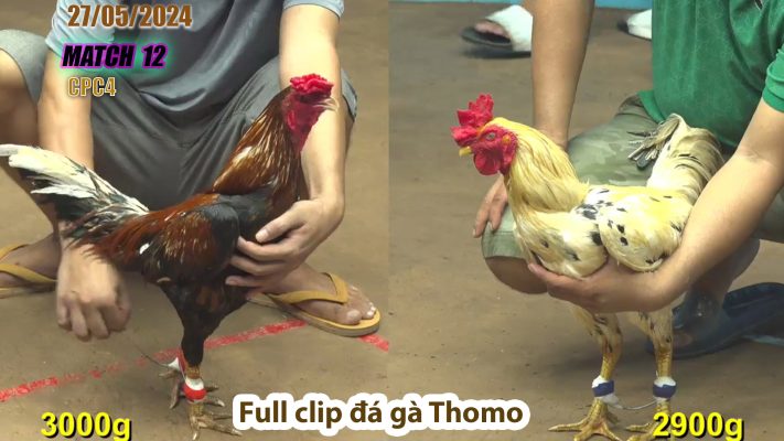 CPC4- TRẬN 12 | đá gà Thomo | 27/05/2024