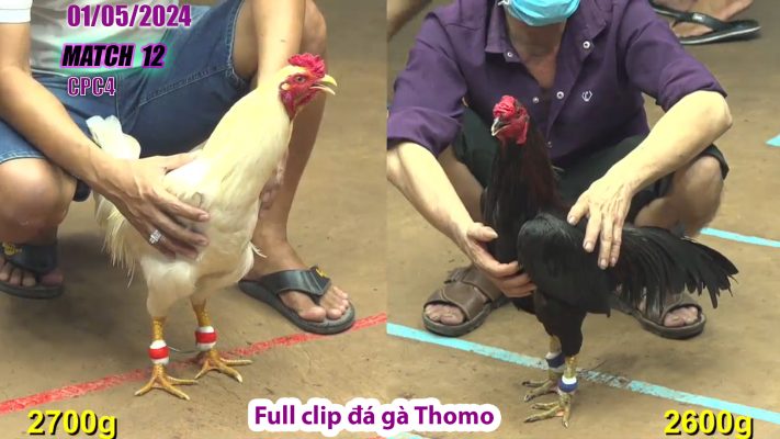 CPC4- TRẬN 12 | đá gà Thomo | 01/05/2024