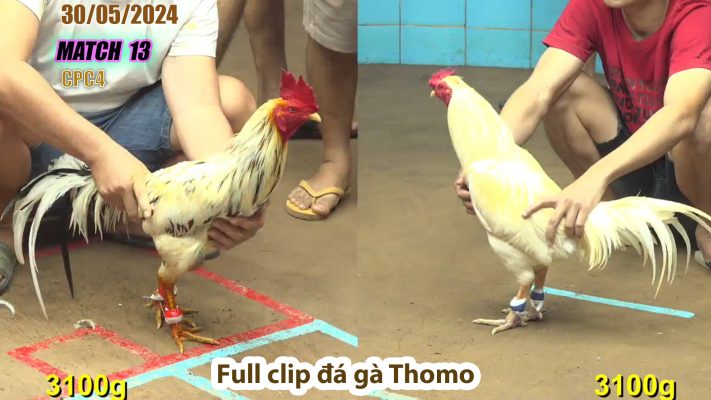 CPC4- TRẬN 13 | đá gà Thomo | 30/05/2024