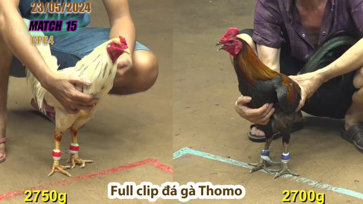 CPC4- TRẬN 15 | đá gà Thomo | 23/05/2024