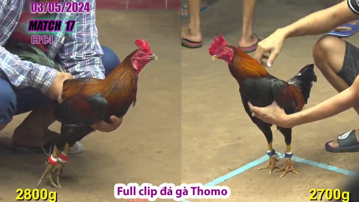 CPC4- TRẬN 17 | đá gà Thomo | 03/05/2024