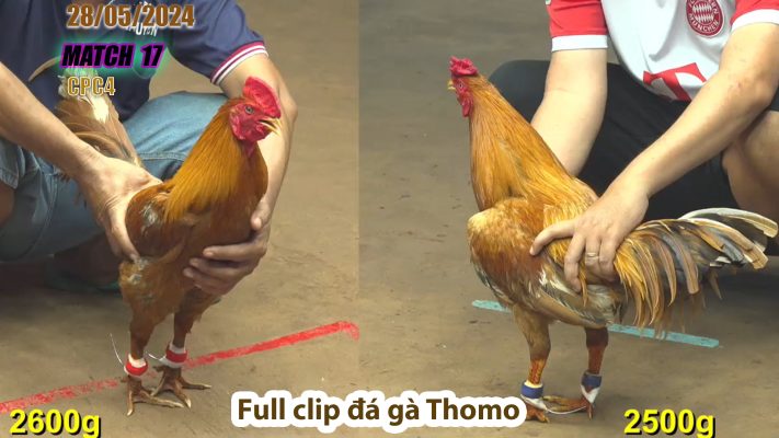 CPC4- TRẬN 17 | đá gà Thomo | 28/05/2024