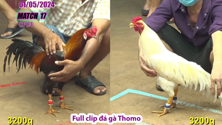 CPC4- TRẬN 17 | đá gà Thomo | 01/05/2024