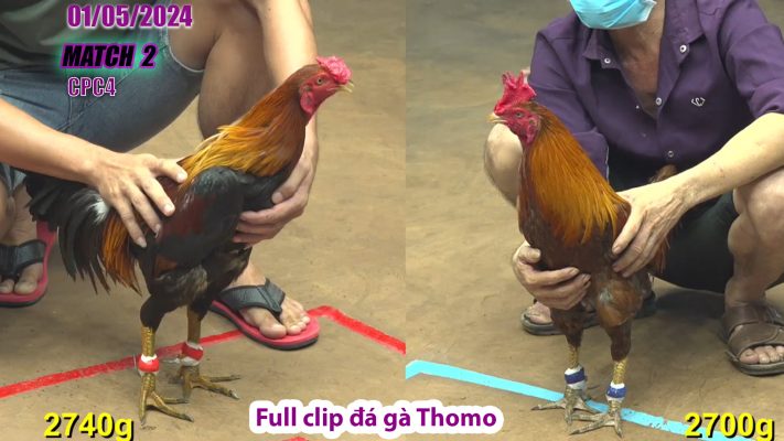 CPC4- TRẬN 2 | đá gà Thomo | 01/05/2024