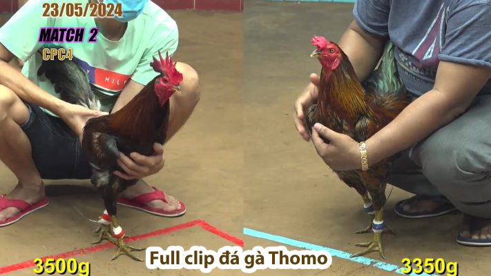 CPC4- TRẬN 2 | đá gà Thomo | 23/05/2024