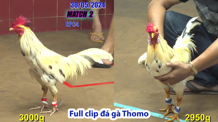 CPC4- TRẬN 2 | đá gà Thomo | 30/05/2024