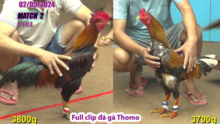 CPC4- TRẬN 2 | đá gà Thomo | 02/05/2024