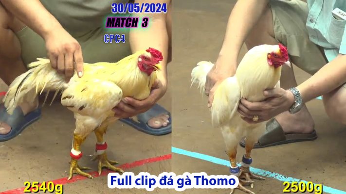 CPC4- TRẬN 3 | đá gà Thomo | 30/05/2024