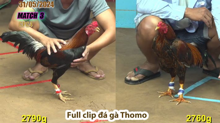 CPC4- TRẬN 3 | đá gà Thomo | 31/05/2024