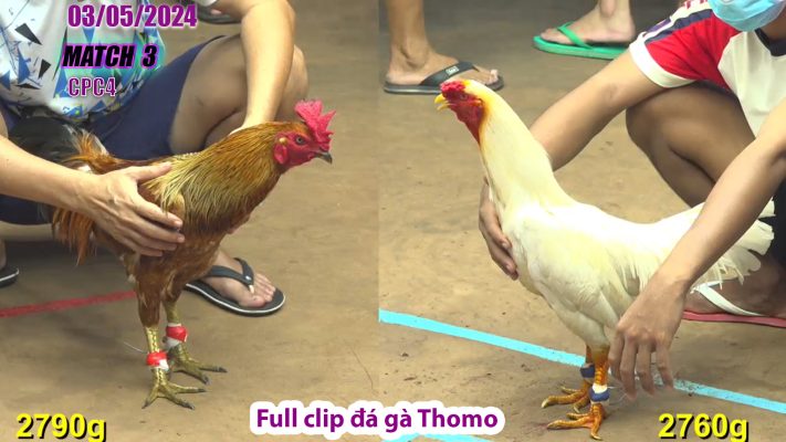 CPC4- TRẬN 3 | đá gà Thomo | 03/05/2024