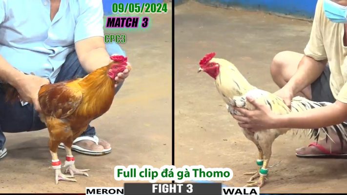 CPC3- TRẬN 3 | đá gà Thomo | 09/05/2024