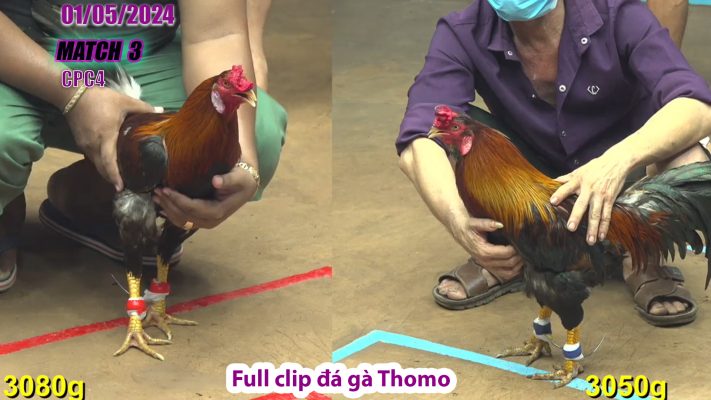 CPC4- TRẬN 3 | đá gà Thomo | 01/05/2024