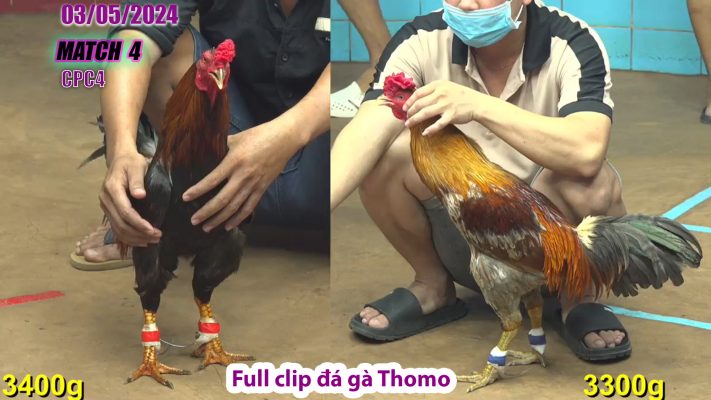 CPC4- TRẬN 4 | đá gà Thomo | 03/05/2024