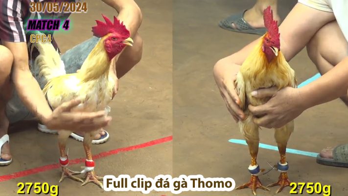 CPC4- TRẬN 4 | đá gà Thomo | 30/05/2024