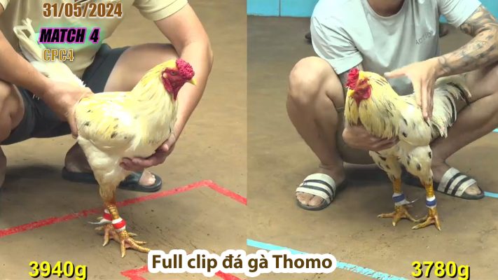 CPC4- TRẬN 4 | đá gà Thomo | 31/05/2024