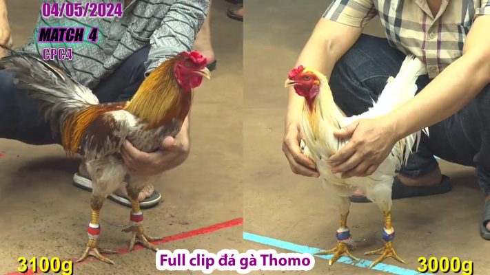 CPC4- TRẬN 4 | đá gà Thomo | 04/05/2024