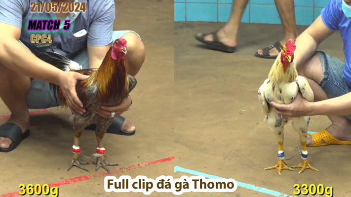 CPC4- TRẬN 5 | đá gà Thomo | 21/05/2024